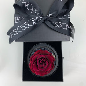 Enchanted Maroon Eternity Rose with Hydrangeas